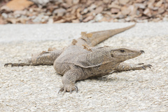 Varanus nebulosus