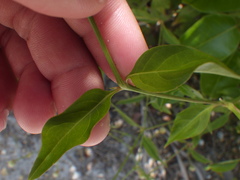 Alternanthera flavescens