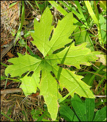 Petasites frigidus