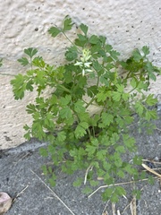 Petroselinum crispum