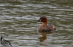 Tachybaptus ruficollis