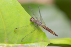 Neurothemis fluctuans