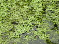 Callitriche stagnalis