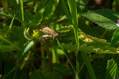 Chorthippus apricarius