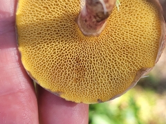 Suillus spraguei