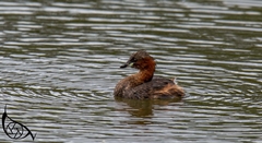 Tachybaptus ruficollis