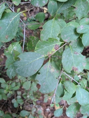 Viburnum prunifolium