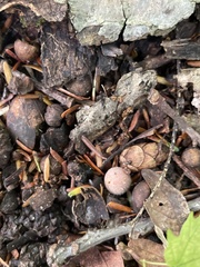 Mycena sanguinolenta