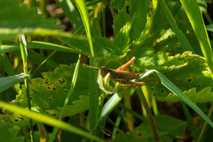 Chorthippus apricarius