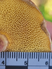 Suillus spraguei