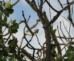 Setophaga coronata auduboni