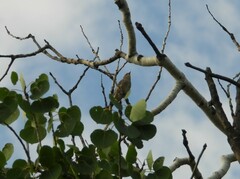 Setophaga coronata auduboni