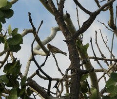 Setophaga coronata auduboni