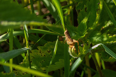Chorthippus apricarius