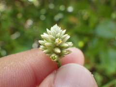 Alternanthera flavescens