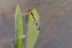Brachydiplax chalybea
