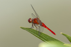 Rhodothemis rufa