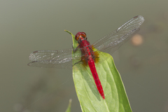 Rhodothemis rufa
