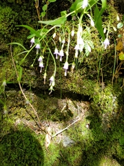 Campanula divaricata