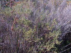 Lachnaea axillaris