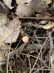 Asterophora lycoperdoides