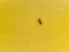 Adelphocoris lineolatus