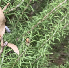 Neoscona arabesca
