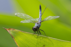 Aethriamanta gracilis