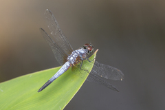 Brachydiplax chalybea