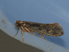 Tinea pallescentella