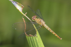 Neurothemis fluctuans