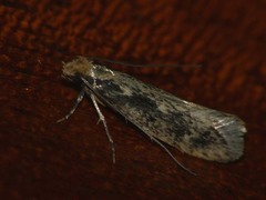 Tinea pallescentella