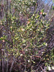 Lachnaea axillaris