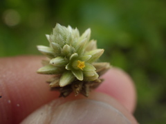 Alternanthera flavescens