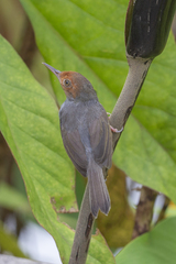 Orthotomus ruficeps