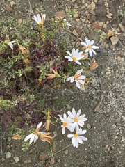 Dimorphotheca cuneata