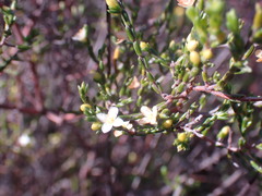 Lachnaea axillaris