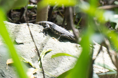Varanus salvator macromaculatus