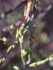 Lachnaea axillaris
