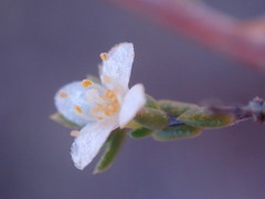 Lachnaea axillaris