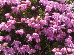 Rhodothamnus chamaecistus