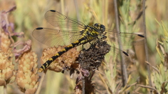 Onychogomphus uncatus