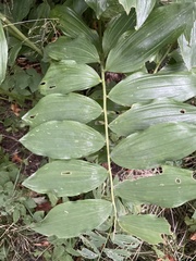 Polygonatum