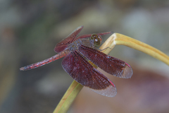 Neurothemis fluctuans