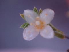 Lachnaea axillaris