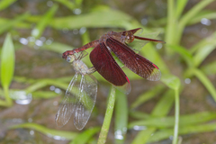 Neurothemis fluctuans