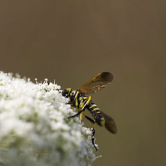 Tenthredo marginella