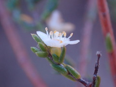 Lachnaea axillaris