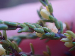 Lachnaea axillaris