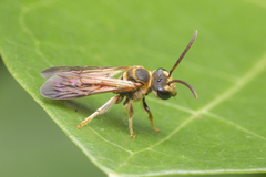 Lipotriches ceratina